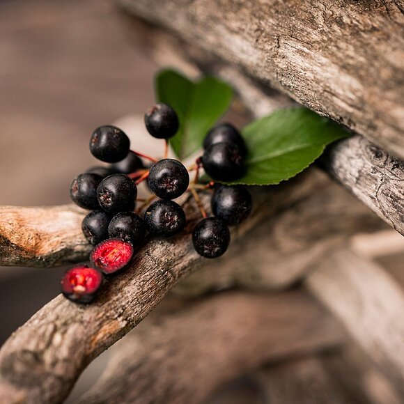 Aroniabeeren zwischen Ästen