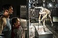 Ein Vater mit Kind schauen sich einen kleinen ausgestellten Dinosaurier in einer Vitrine an.