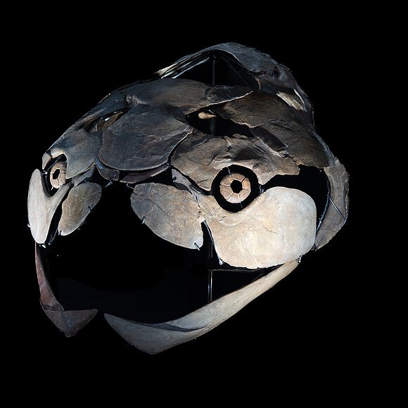 Fossiler Schädel eines Panzerfisches mit großen Kieferplatten vor schwarzem Hintergrund.